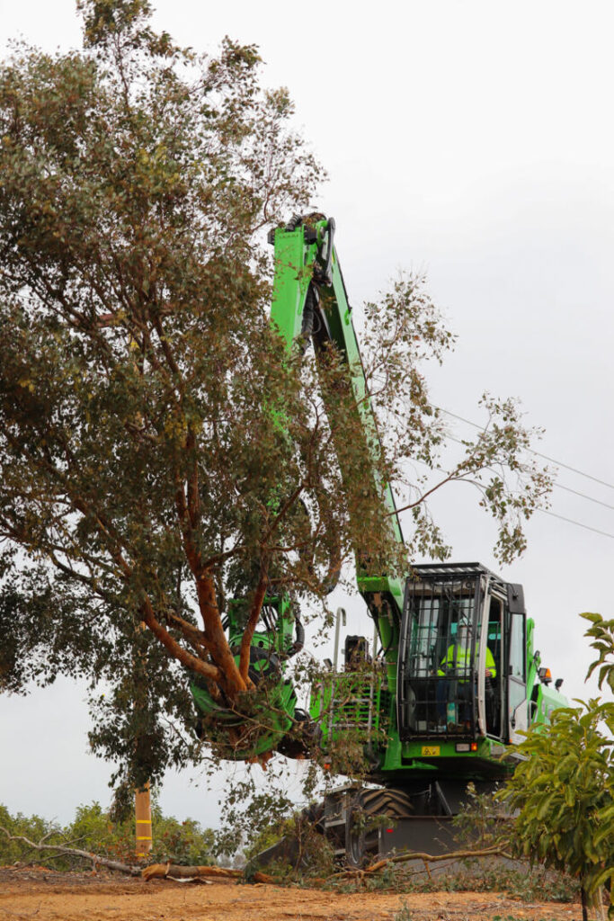 Dismantling the tree and stacking it.